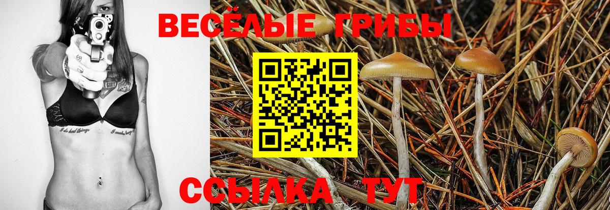 Галлюциногенные грибы Psilocybe  Вход с VPN  Вятские Поляны 